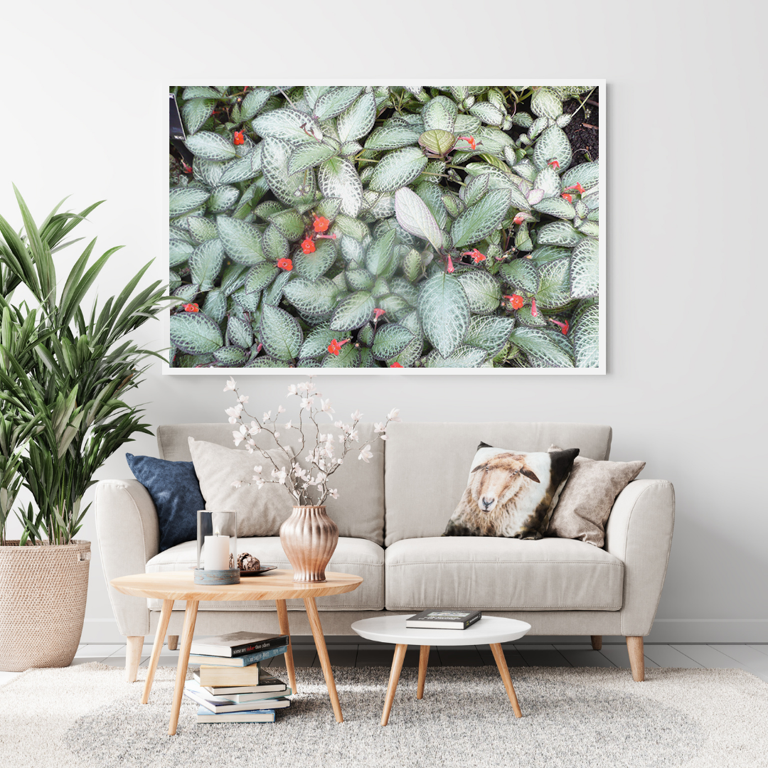 Episcia Cupreata original abstract contextualised office art modern decor photo print by Blair Montague Drake